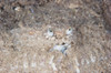 Box Crab burrows in the sand, Papua New Guinea Poster Print by Terry Moore/Stocktrek Images - Item # VARPSTTMO400304U