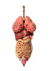 3D rendering of healthy female internal organs Poster Print by Leonello Calvetti/Stocktrek Images - Item # VARPSTVET700016H