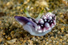 Goniobranchus geometricus nudibranch, New Ireland, Papua Guinea Poster Print by Bruce Shafer/Stocktrek Images - Item # VARPSTBRU400212U