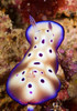 Nudibranch feeding on algae, Papua New Guinea Poster Print by Terry Moore/Stocktrek Images - Item # VARPSTTMO400280U