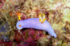 Nudibranch feeding on algae, Papua New Guinea Poster Print by Terry Moore/Stocktrek Images