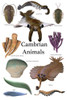 Poster of prehistoric animals during the Cambrian period Poster Print by Corey Ford/Stocktrek Images - Item # VARPSTCFR200929P