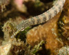 A scribbled pipefish in Indonesia Poster Print by Brent Barnes/Stocktrek Images - Item # VARPSTBBA400123U