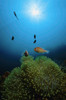 Rays of light shining on clownfish with sea anemone Poster Print by VWPics/Stocktrek Images - Item # VARPSTVWP401504U