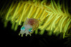 Pygmy Cuttlefish, Indonesia Poster Print by Todd Winner/Stocktrek Images - Item # VARPSTTSW400149U