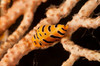 Yellow and black striped tiger cowrie on sea fan, Bali, Indonesia Poster Print by Mathieu Meur/Stocktrek Images - Item # VARPSTMME400385U