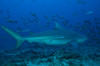 A large bull shark at The Bistro dive site in Fiji Poster Print by Terry Moore/Stocktrek Images - Item # VARPSTTMO400507U