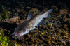 Catfish in Balmorhea Springs State Park, Texas Poster Print by Jennifer Idol/Stocktrek Images - Item # VARPSTJDL400054U