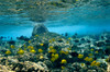 Fish swimming over a coral reef on the Big Island, Hawaii Poster Print by VWPics/Stocktrek Images - Item # VARPSTVWP400061U