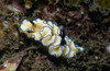 Glossodoris atromarginata nudibranch, Indonesia Poster Print by VWPics/Stocktrek Images - Item # VARPSTVWP401540U