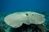 Plate coral in Beqa Lagoon, Fiji Poster Print by Terry Moore/Stocktrek Images - Item # VARPSTTMO400558U