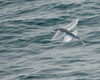 A flying fish skims over the surface at Guadalupe Island, Mexico Poster Print by Brent Barnes/Stocktrek Images - Item # VARPSTBBA400208U