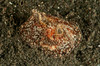 Sea hare with extended filaments, North Sulawesi Poster Print by Mathieu Meur/Stocktrek Images - Item # VARPSTMME400373U