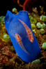 Pair of red gobies on blue tunicate with eggs, Bali, Indonesia Poster Print by Mathieu Meur/Stocktrek Images - Item # VARPSTMME400133U
