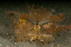 Green ambon scorpionfish, North Sulawesi Poster Print by Mathieu Meur/Stocktrek Images - Item # VARPSTMME400375U
