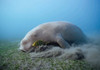 An adult male dugong feeding on sea grass, Australia Poster Print by VWPics/Stocktrek Images - Item # VARPSTVWP401275U