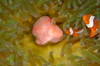 Pair of false clown anemonefish in sea anemone Poster Print by VWPics/Stocktrek Images - Item # VARPSTVWP400113U