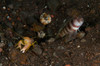 Goby with commensal blind shrimp, Bali, Indonesia Poster Print by Mathieu Meur/Stocktrek Images - Item # VARPSTMME400400U