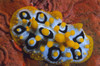 Nudibranch, Tulamben, Bali, Indonesia Poster Print by VWPics/Stocktrek Images - Item # VARPSTVWP401556U