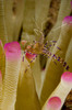 Spotted cleaner shrimp on pink tipped anemone in Curacao Poster Print by Brent Barnes/Stocktrek Images - Item # VARPSTBBA400063U