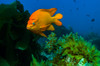 Garibaldi hide in the kelp in the Catalina Islands, California Poster Print by Jennifer Idol/Stocktrek Images - Item # VARPSTJDL400038U