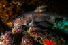 Docile horn shark in the kelp gardens in Catalina Islands Poster Print by Jennifer Idol/Stocktrek Images - Item # VARPSTJDL400110U