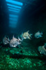 Atlantic spadefish swim throughout the USTS Texas Clipper shipwreck Poster Print by Jennifer Idol/Stocktrek Images - Item # VARPSTJDL400097U