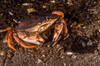 Atlantic rock crab, Maine Poster Print by Jennifer Idol/Stocktrek Images - Item # VARPSTJDL400023U