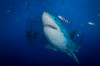 Great white shark and pilot fish, Guadalupe Island, Mexico Poster Print by Todd Winner/Stocktrek Images - Item # VARPSTTSW400244U