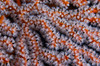 Orange gorgonian sea fan with white polyps, Bali, Indonesia Poster Print by Mathieu Meur/Stocktrek Images - Item # VARPSTMME400276U Orange gorgonian sea fan with white polyps, Bali, Indonesia Poster Print by Mathieu Meur/Stocktrek Images - Item # VARPSTMME400276U