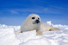A young harp seal laying on an icefield, Canada Poster Print by VWPics/Stocktrek Images - Item # VARPSTVWP400008U