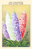 Dwarf Lark's foot Poster Print by unknown - Item # VARBLL0587409584