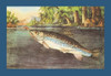 Picture of a trout being lured by a fly fisherman's bait. Poster Print by unknown - Item # VARBLL0587023171