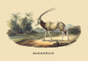 A gazelle, plain on the plain. Poster Print by E. F. Noel - Item # VARBLL0587089075