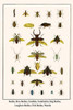 Staphylinidae, Coleoptera, Carabidae, Scarabaeidae, Polyphylla fullo, Lucanus cervus, Cerambycidae, Elateridae, Curculionidae Poster Print by Albertus  Seba - Item # VARBLL0587299126