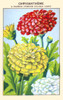 Chrysanthemum hybrid Poster Print by unknown - Item # VARBLL0587409525