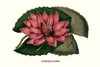 Water Lily, Nymphaea rubra, East Indies, Crimson Water Lily Poster Print by Louis Benoit  Van Houtte - Item # VARBLL058712972L