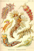 Nudibranch Gastropod Mollusks Poster Print by Ernst  Haekel - Item # VARBLL058764595L