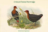 Haematortyx Sanguiniceps - CrimsonVented Partridge Poster Print by John  Gould - Item # VARBLL0587320575