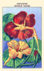 Great nasturtium.  Tropaeolum, commonly known as nasturtium, literally "nose-twister" or "nose-tweaker"), is a genus of roughly 80 species of annual and perennial herbaceous flowering plants. Poster Print by unknown - Item # VARBLL0587409657