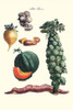 Vegetables; brussel sprouts, yam, potato, sweet, cantelope, melon, mushroom  Illustration from a famous French seed catalog and the vegetables that can be grown. Poster Print by Philippe-Victoire Lev_que  de Vilmorin - Item # VARBLL0587285990