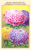Queen Margaret Peony Poster Print by unknown - Item # VARBLL0587409894
