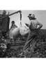 Cotton weighing near Brownsville, Texas Poster Print by Dorothea Lange - Item # VARBLL0587241683