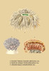 Sponge like sea life and their exotic colorations. Poster Print by unknown - Item # VARBLL0587055561