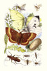 May-fly, Brimstone Butterfly,Musk Beetle, Nut Weevil Poster Print by James  Sowerby - Item # VARBLL058718734L