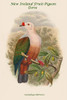 Carpophaga Rubricera - New Ireland Fruit-Pigeon - Dove Poster Print by John  Gould - Item # VARBLL0587319682
