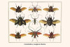 Scarabaidae, Cerambycidae Poster Print by Albertus  Seba - Item # VARBLL0587299142