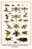 Caelifera, Odonata, Crustacea, Lepidoptera,  Coleoptera, Lucanidae, Scarabaeidae, Dynastinae, Poster Print by Albertus  Seba - Item # VARBLL0587299118