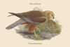 Circus Aeruginisus - March Harrier Poster Print by John  Gould - Item # VARBLL058731382x