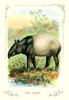 A tapir standing next to a stream of water. Poster Print by unknown - Item # VARBLL0587111992